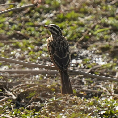 Gosling's Bunting (Emberiza goslingi), photo 1