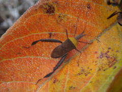 Leptoglossus cinctus