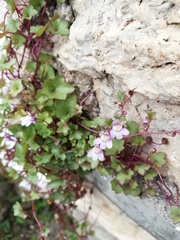 Cymbalaria muralis