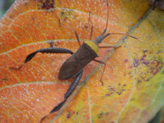 Leptoglossus cinctus