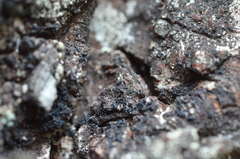 Hysterium angustatum