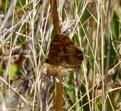 Phyciodes pulchella