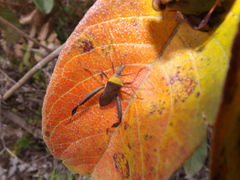 Leptoglossus cinctus