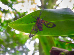 Gymnelia ethodaea