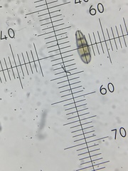 Hysterium angustatum