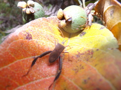 Leptoglossus cinctus