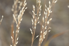 Arrhenatherum elatius