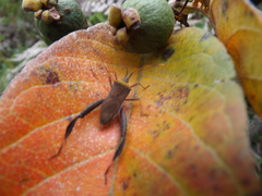 Leptoglossus cinctus