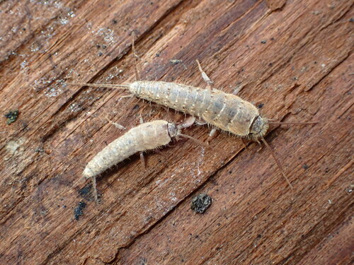 Ctenolepisma ciliatum photo 3