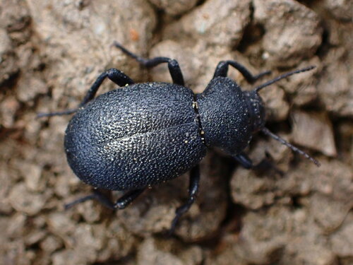 Eleodes cordata photo 6
