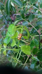 Podontia affinis