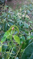 Podontia affinis