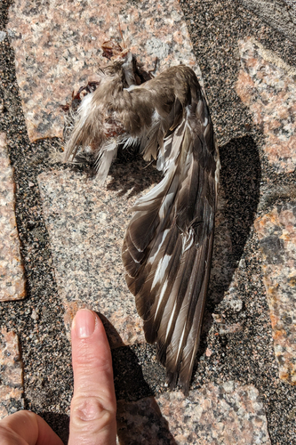 Killdeer photographed in Connecticut