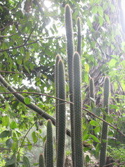 Cleistocactus