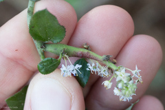 Periploca ceanothiella