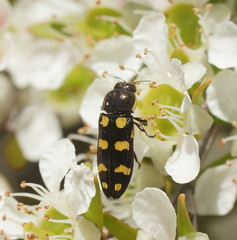 Castiarina decemmaculata