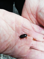 Uloma tenebrionoides