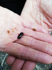 Uloma tenebrionoides