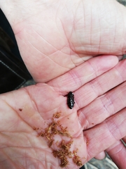 Uloma tenebrionoides