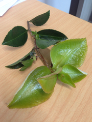 Exobasidium camelliae