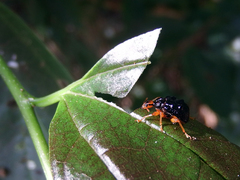 Paroplapoderus tristoides