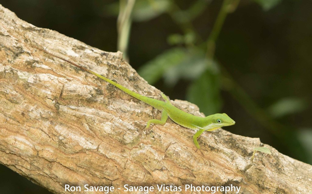 Barahona Green Anole