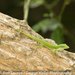 Barahona Green Anole - Photo (c) Ron Savage, some rights reserved (CC BY-NC-SA), uploaded by Ron Savage