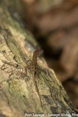 Anolis aridius