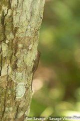 Anolis aridius