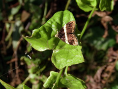 Choreutis basalis