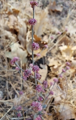 Eriogonum roseum