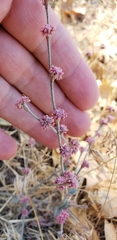 Eriogonum roseum