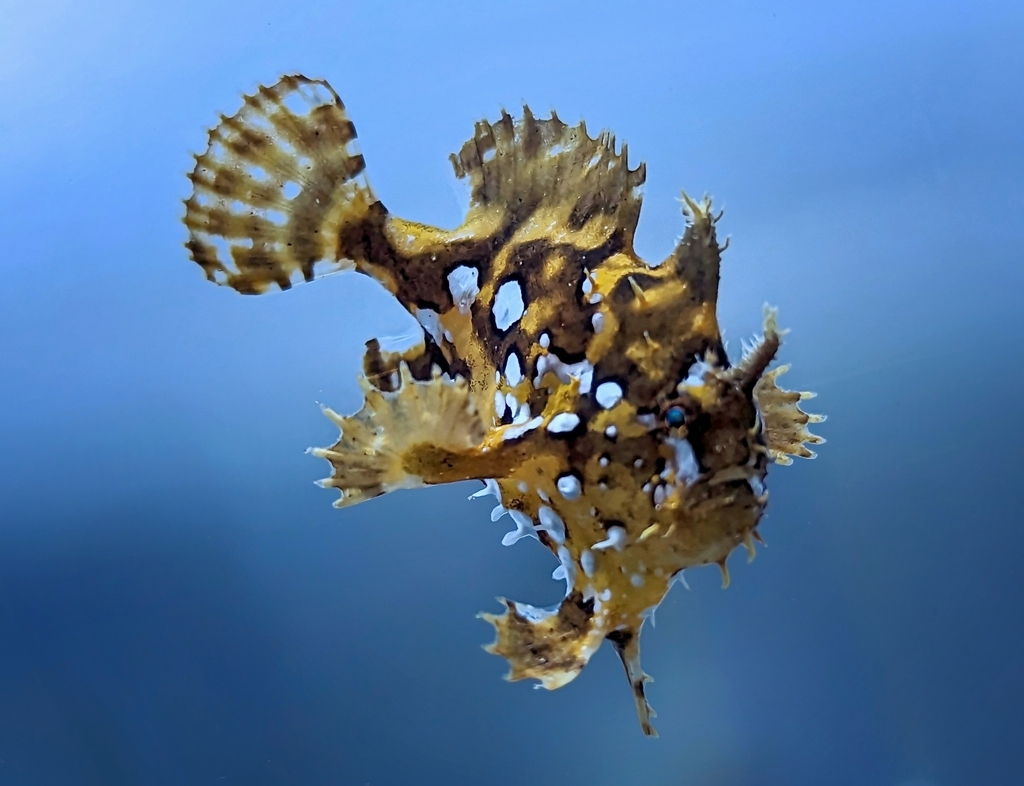 Frogfish (Histrio histrio) — Antennariidae