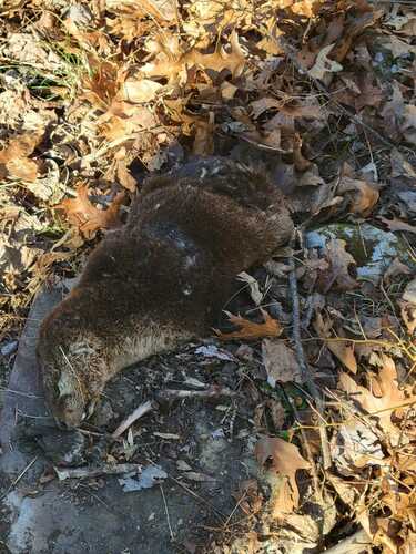 North American River Otter photographed in West Virginia