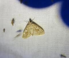 Palpita freemanalis