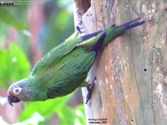 Dusky-Headed Parakeet photo 2