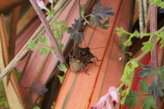 Cermatulus nasalis nasalis