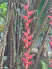 Heliconia pogonantha image