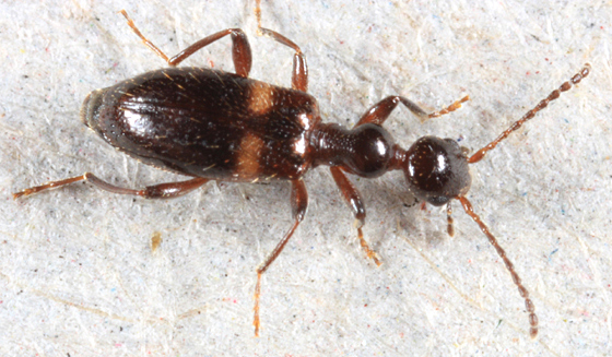 Malporus formicarius