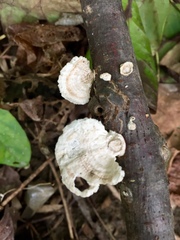 Poronidulus conchifer image