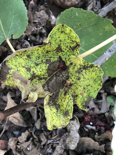 Representative image of Cerotelium