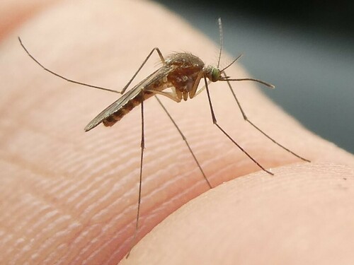 Northern Frog-biting Mosquito