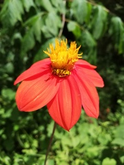 Ochraethes pollinosus