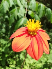 Ochraethes pollinosus