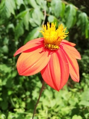 Ochraethes pollinosus