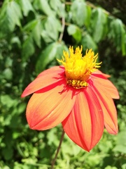 Ochraethes pollinosus