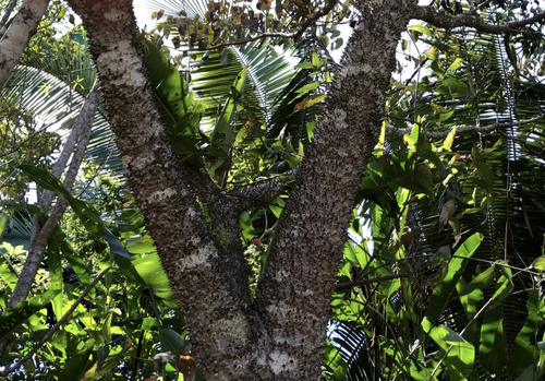 Image of Hura polyandra by no rights reserved