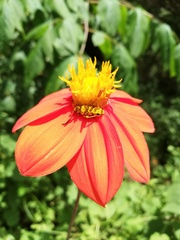 Ochraethes pollinosus