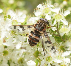 Pelecorhynchus nigripennis