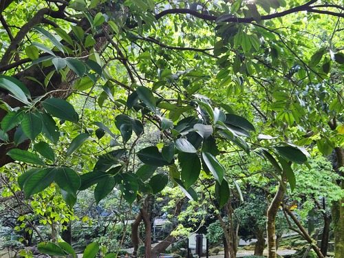 Cleyera japonica